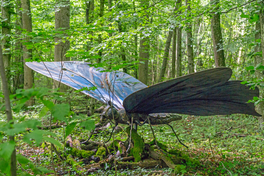 Ealacil - papillon calengwirith